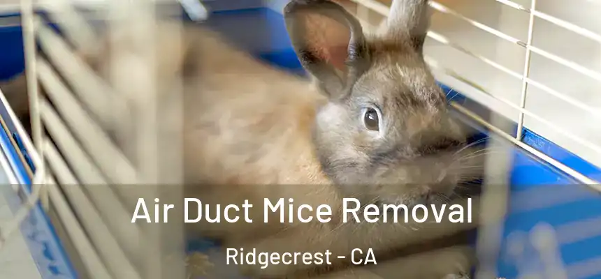  Air Duct Mice Removal Ridgecrest - CA